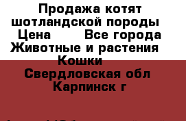 Продажа котят шотландской породы › Цена ­ - - Все города Животные и растения » Кошки   . Свердловская обл.,Карпинск г.